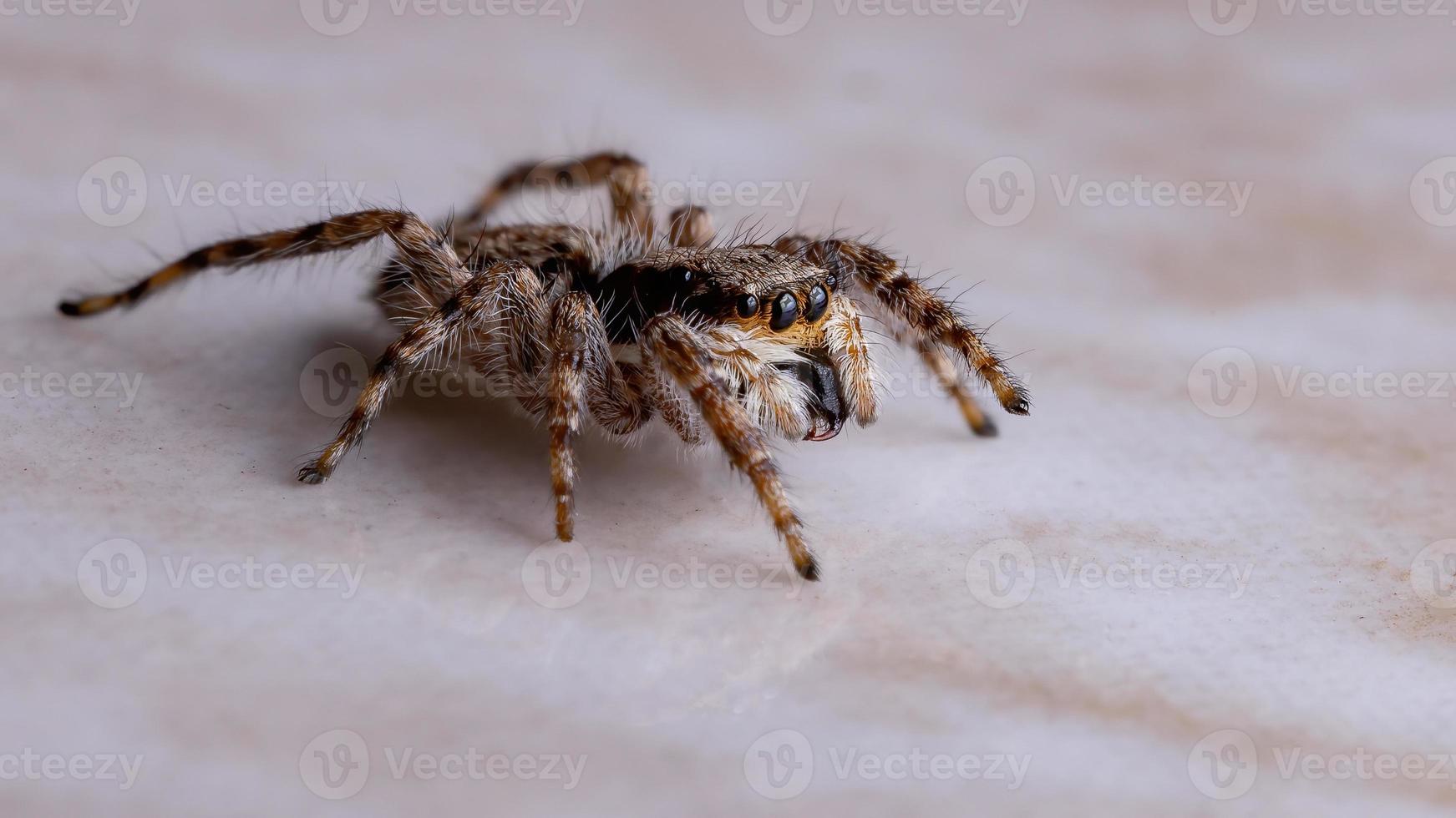 araña saltadora de pared gris foto