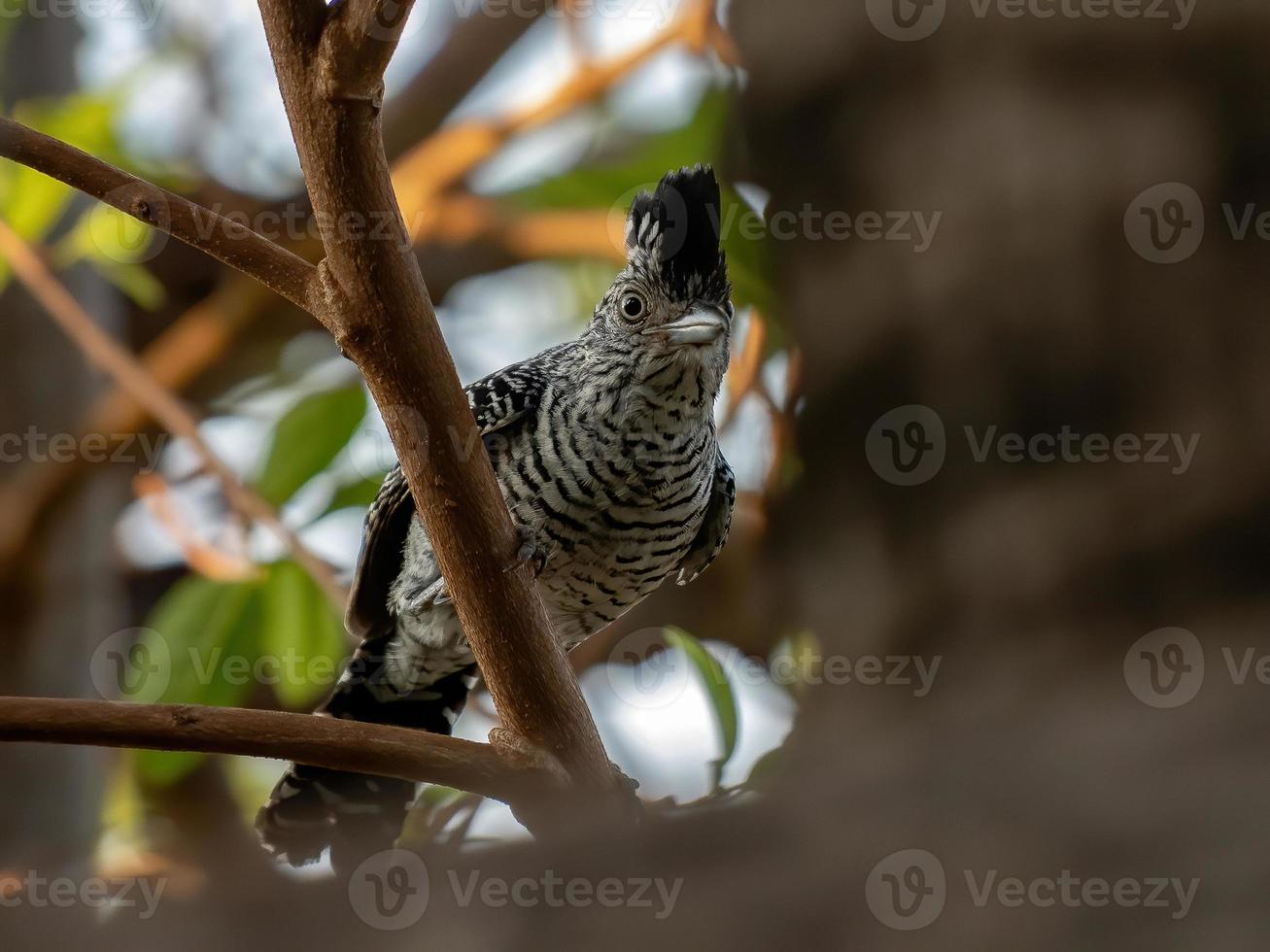 macho brasileño barrado antshrike foto