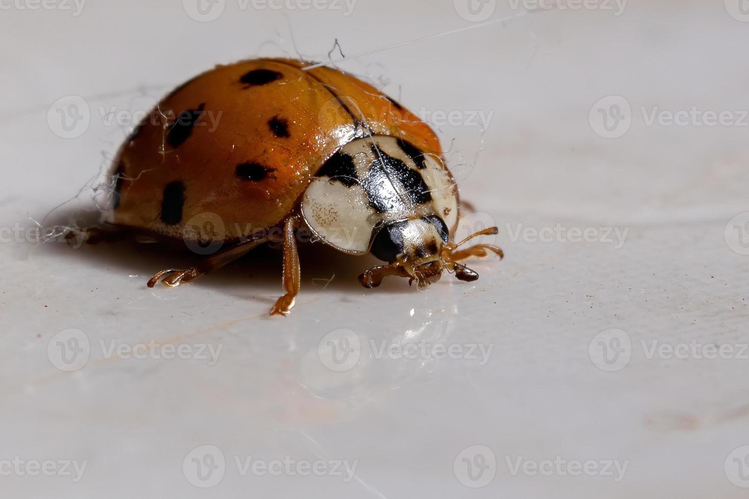 Asian Lady Beetle photo