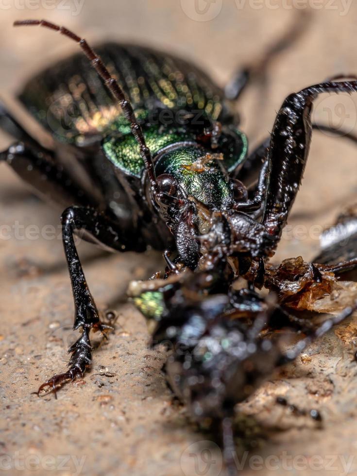 Escarabajo cazador de oruga adulto foto