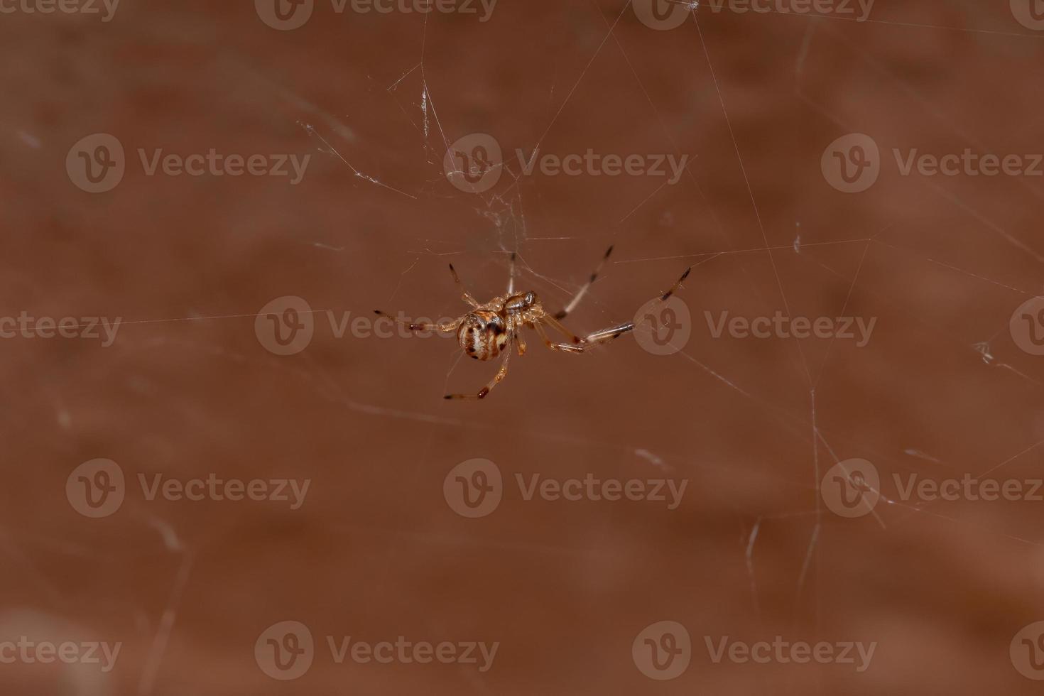 Small Brown Widow photo