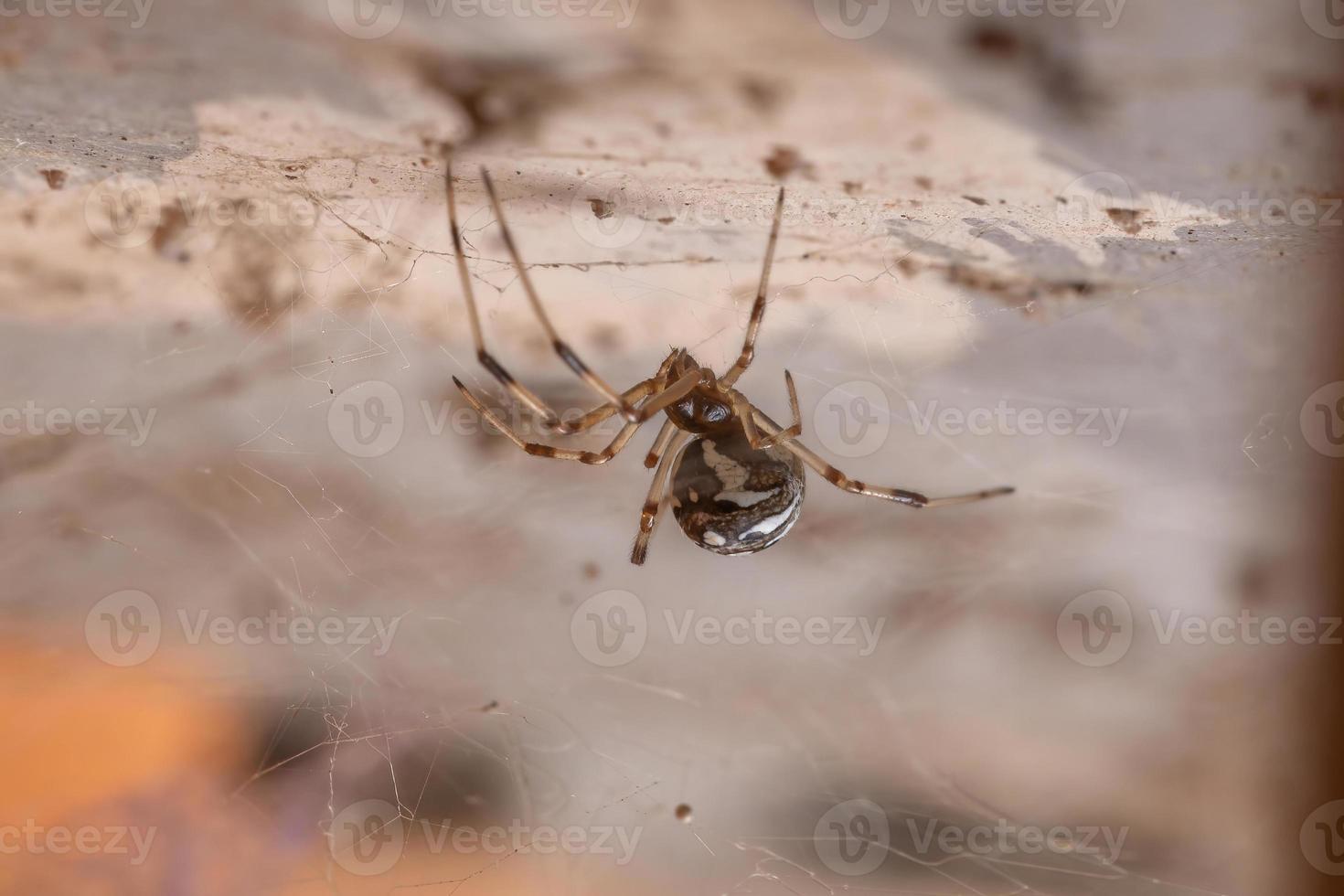 Small Brown Widow photo