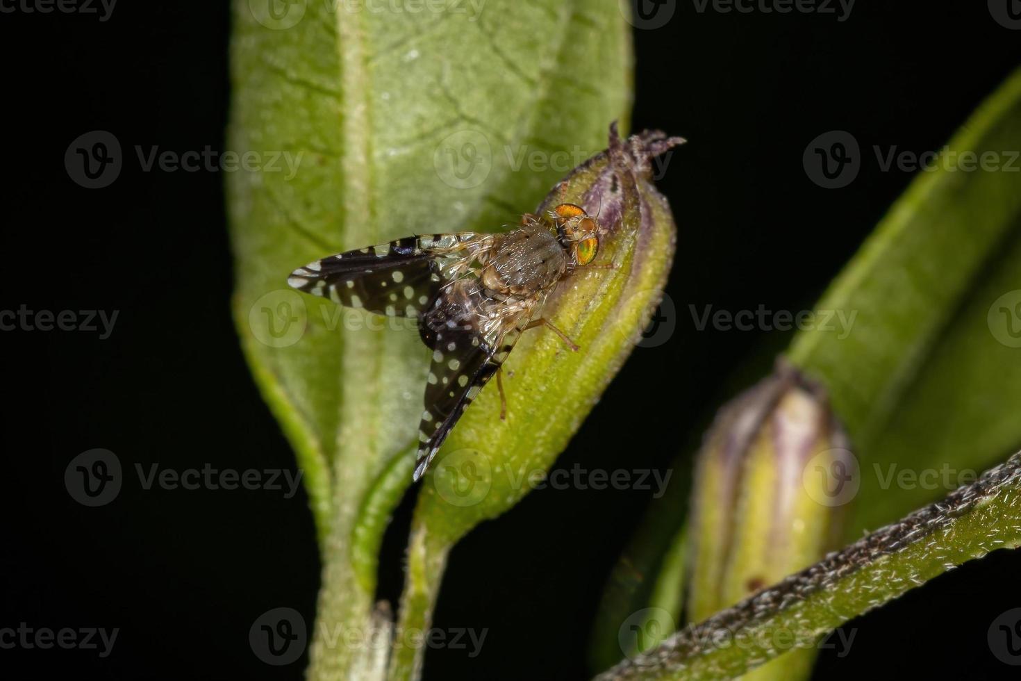 mosca de la fruta adulta foto