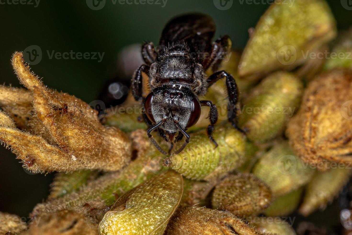 Adult Female Stingless Bee photo