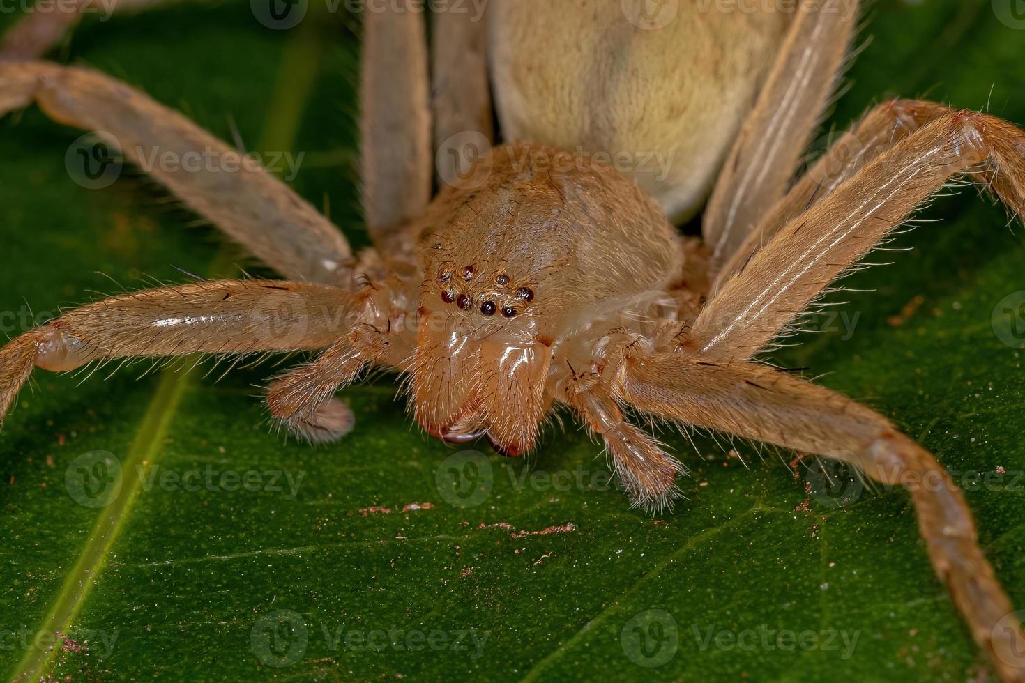 araña cazadora amarilla foto