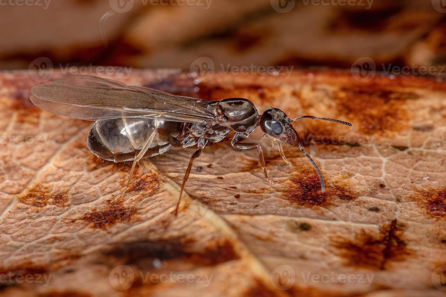 hormiga reina pirámide hembra adulta foto