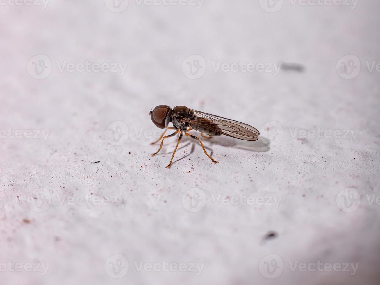 Big headed Fly photo