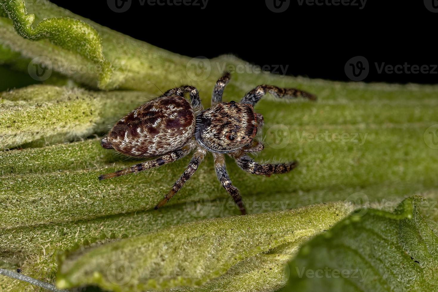 Small Jumping Spider photo