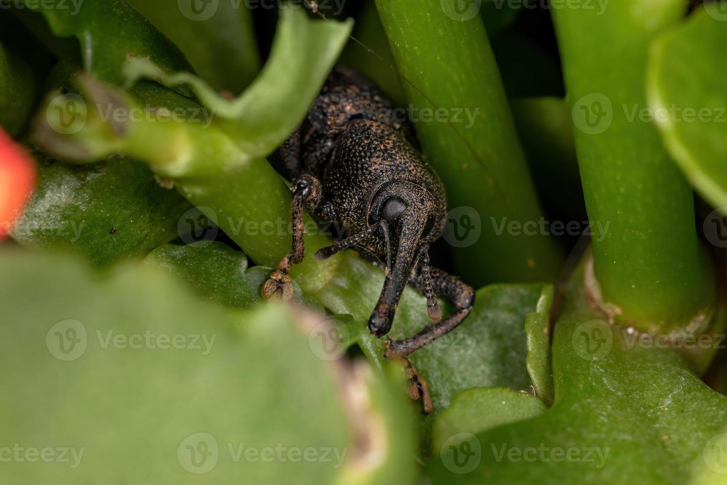 Adult black True Weevil photo