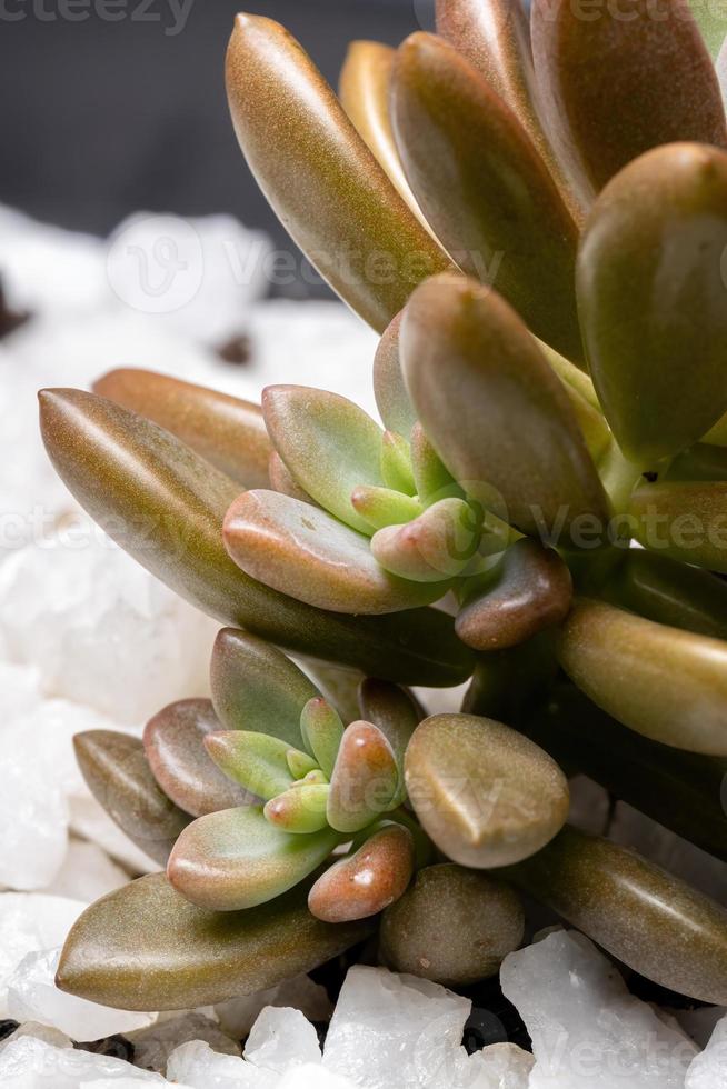 Succulent plant with seedlings emerging photo