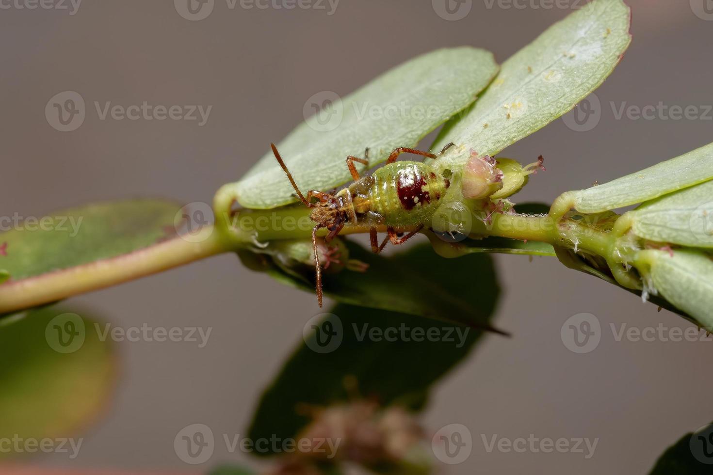 ninfa del insecto de la planta sin olor foto