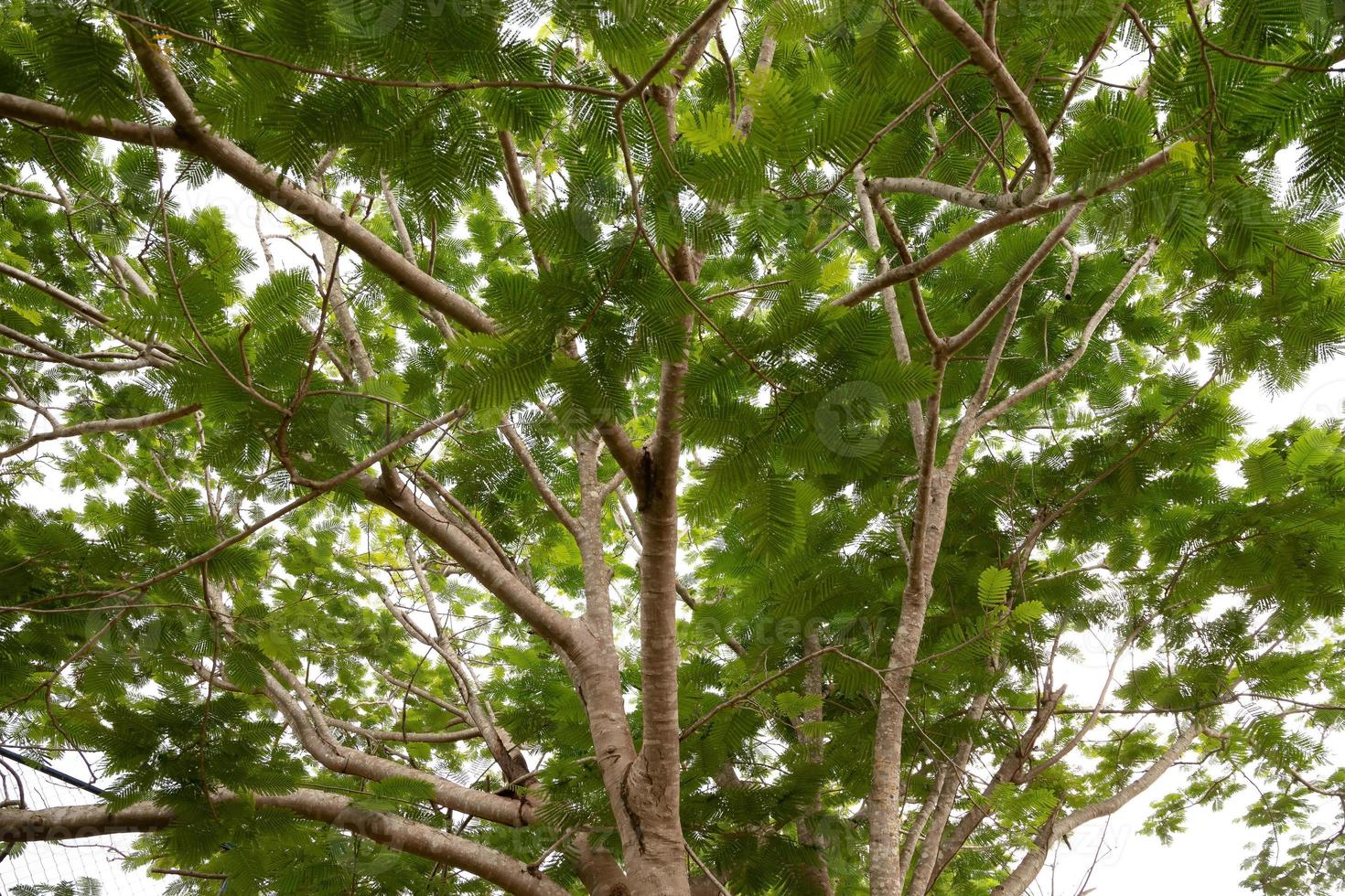 Foliage of Flamboyant Tree photo