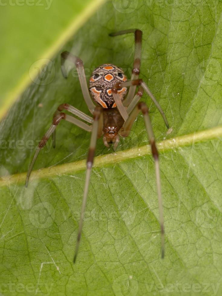 pequeña viuda marrón foto