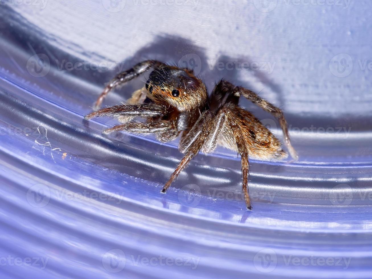 araña saltarina de la casa de adanson foto