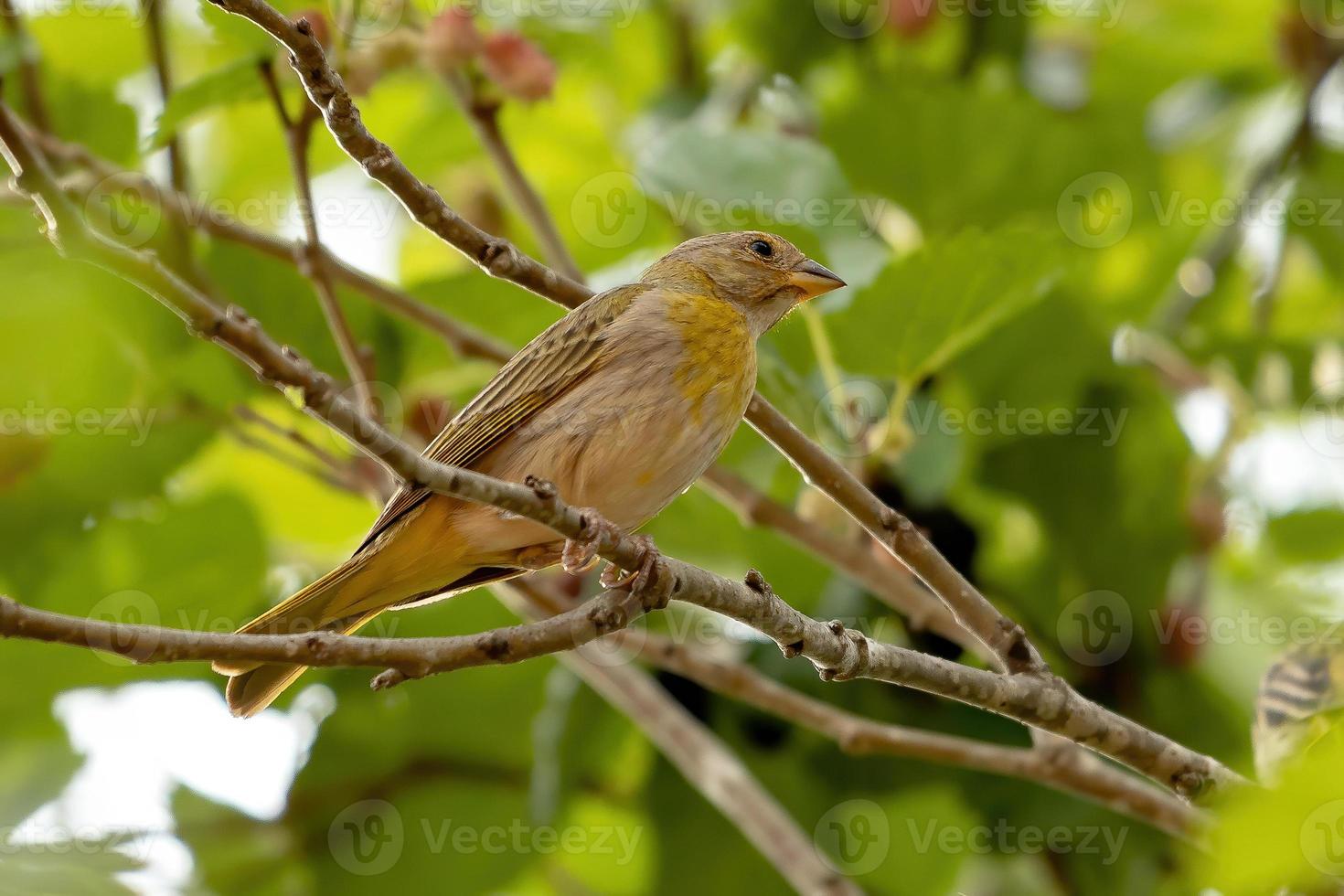 Brazilian Saffron Finch photo