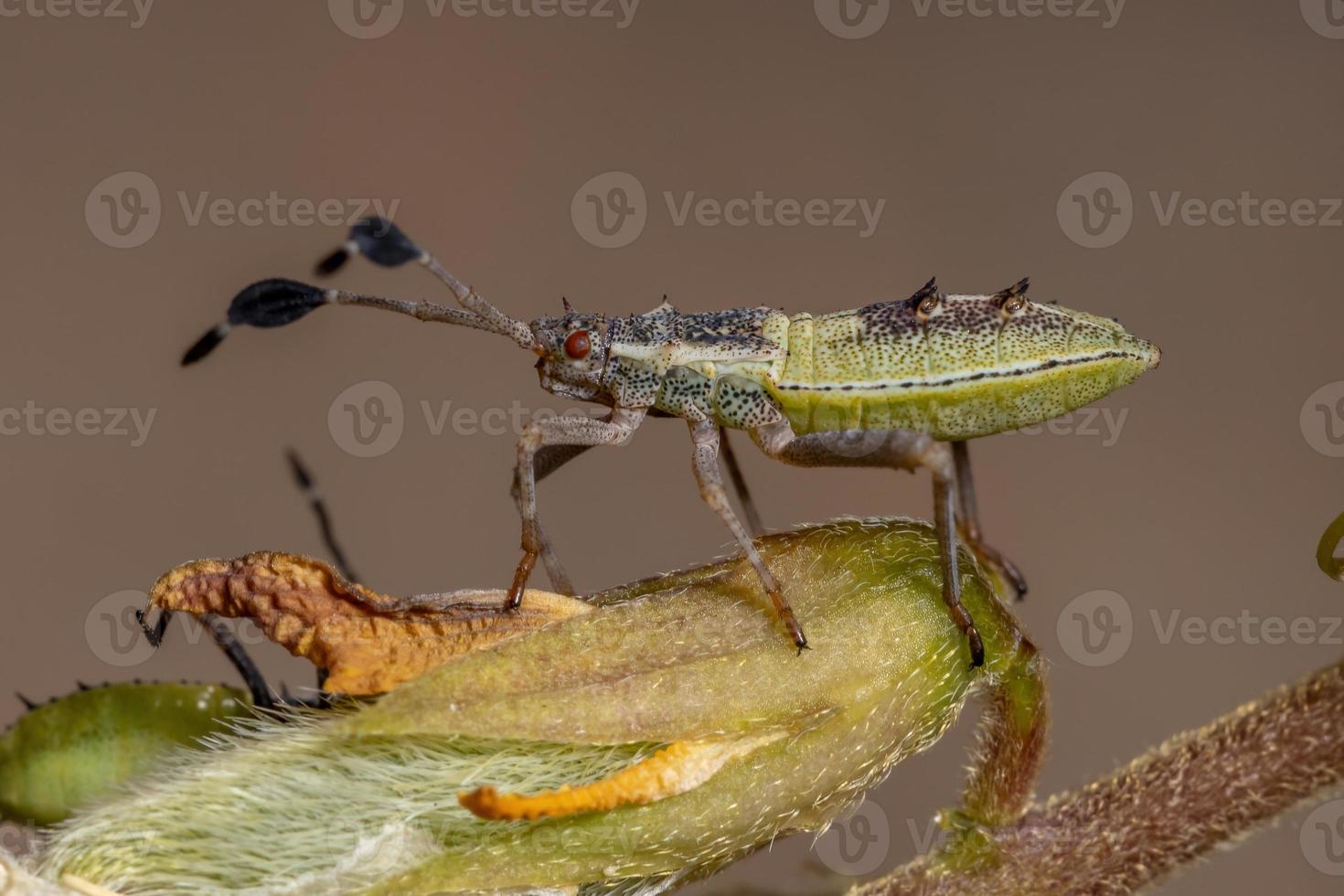 Leaf-footed Bug Nymph photo