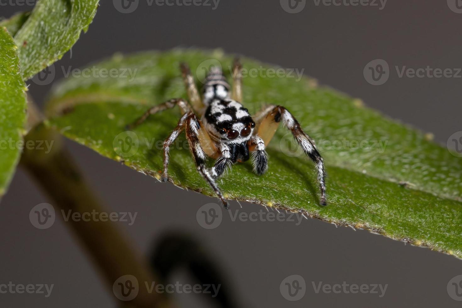 pequeña araña saltadora foto