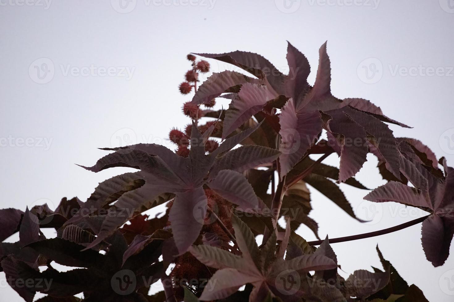 planta de ricino rojo foto