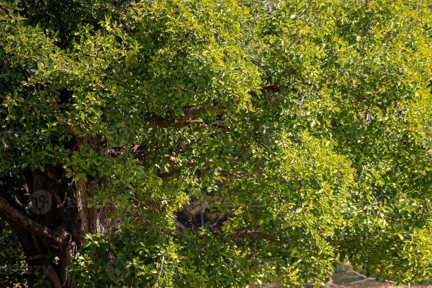 gran árbol de angiospermas foto