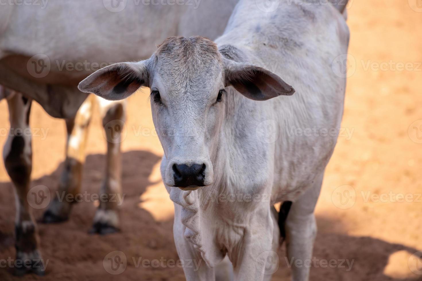 vaca adulta en una granja foto