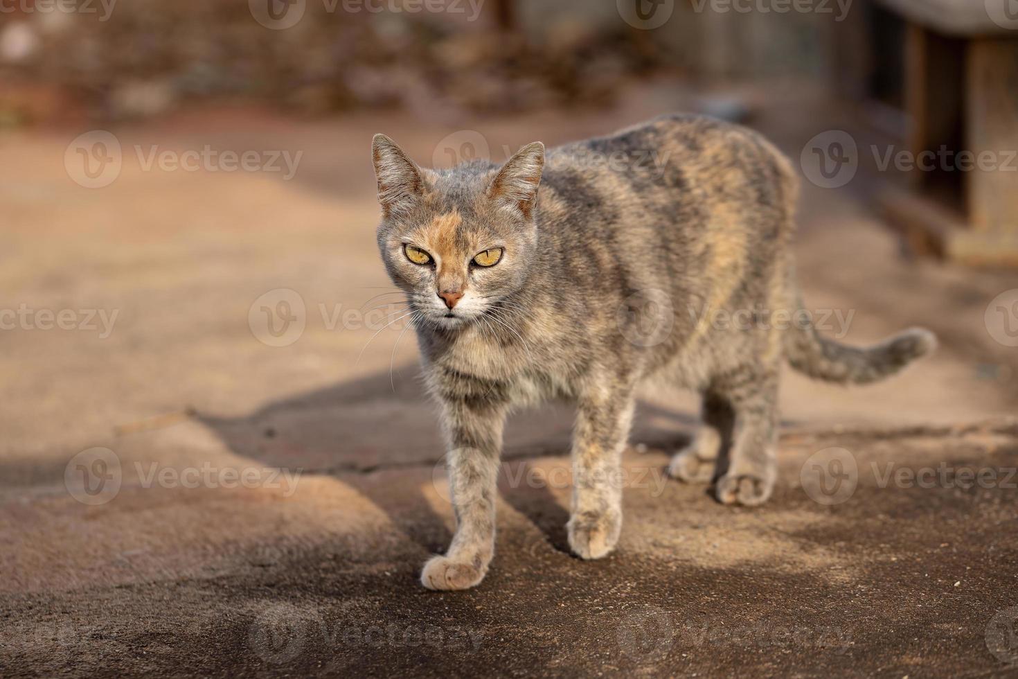 domestic cat face photo