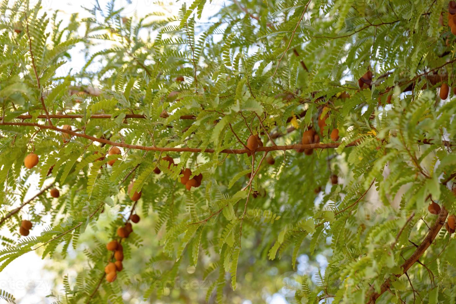 hojas de un árbol tomarindo con algunos frutos foto