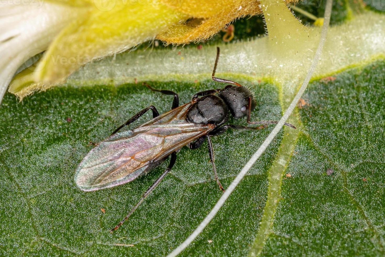 hormiga carpintera alada hembra adulta foto