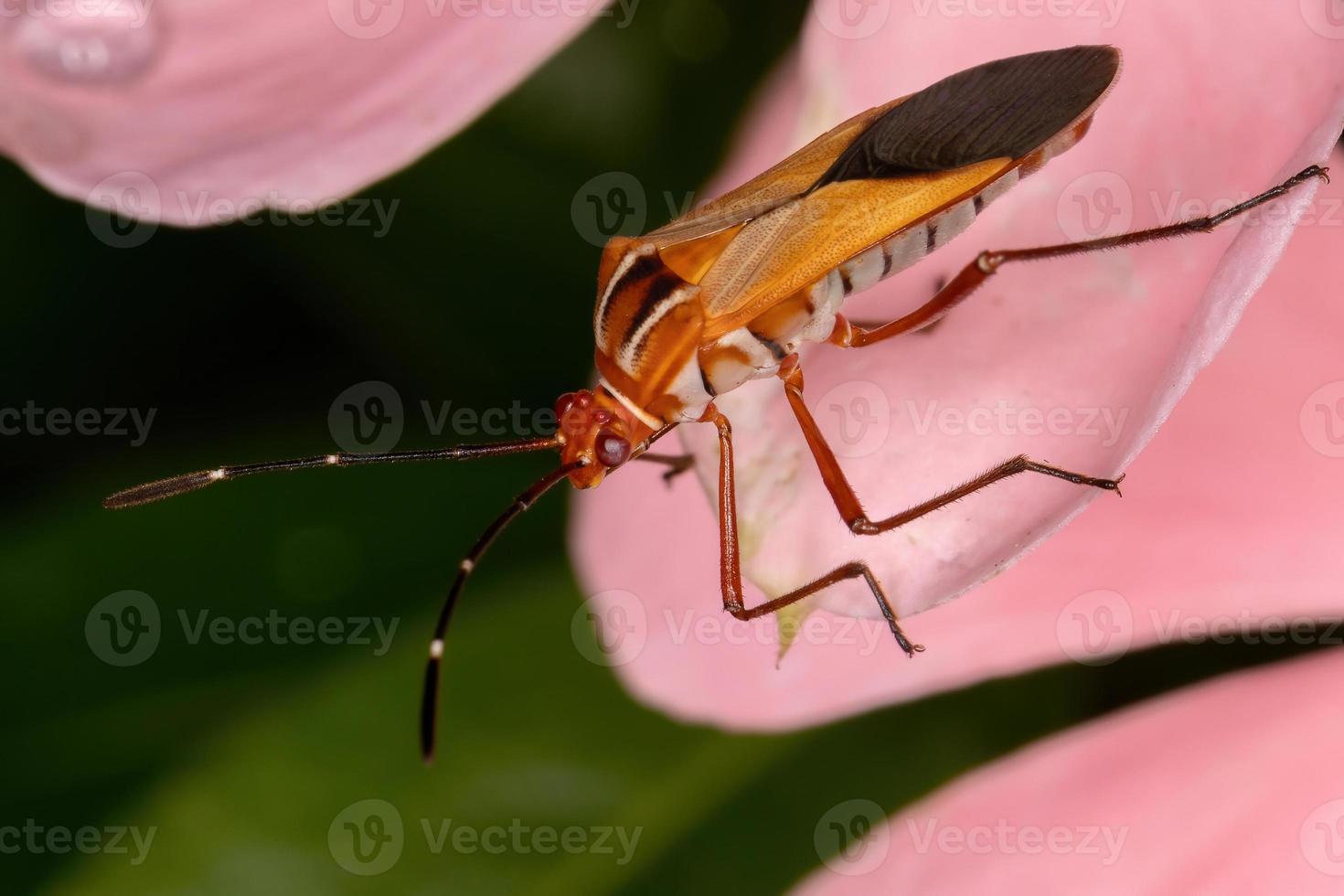 Adult Leaf-footed Bug photo