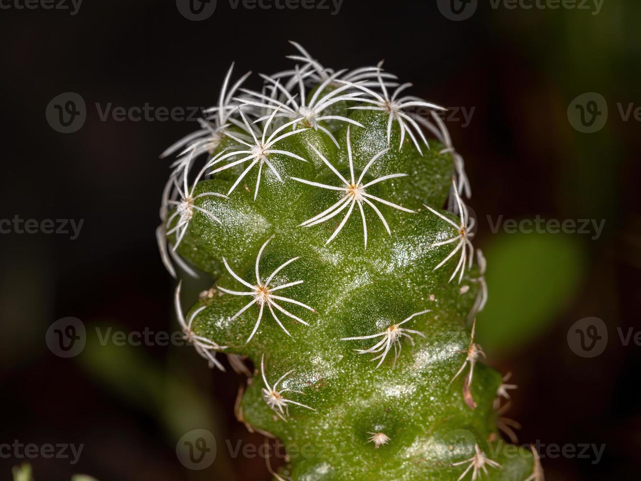 cactus pequeño cultivado foto