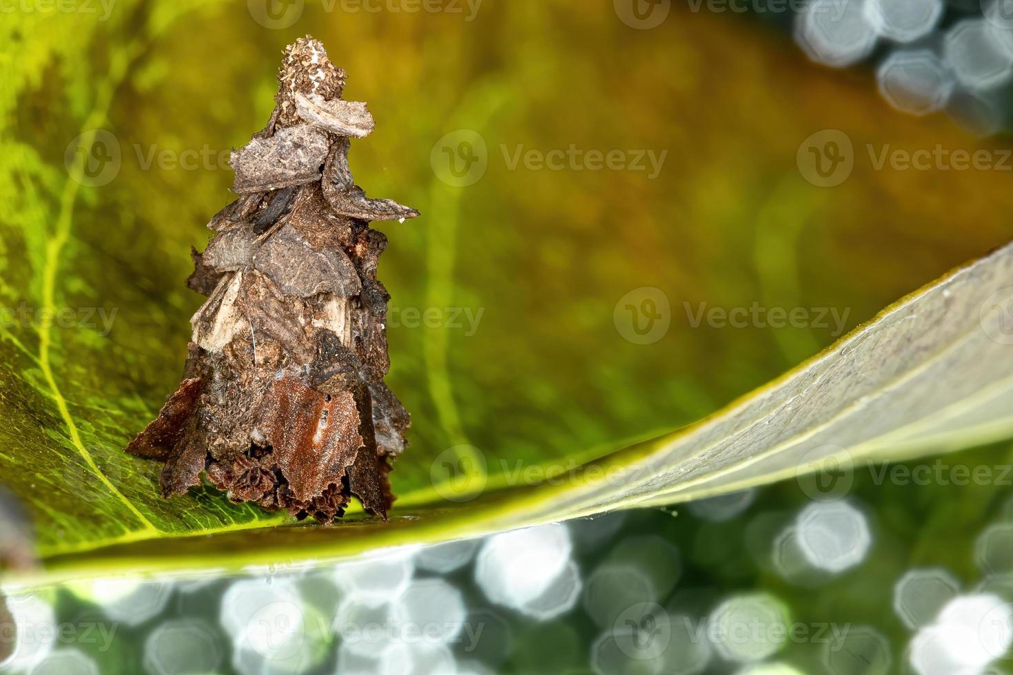 pequeña polilla del gusano de bolsa foto