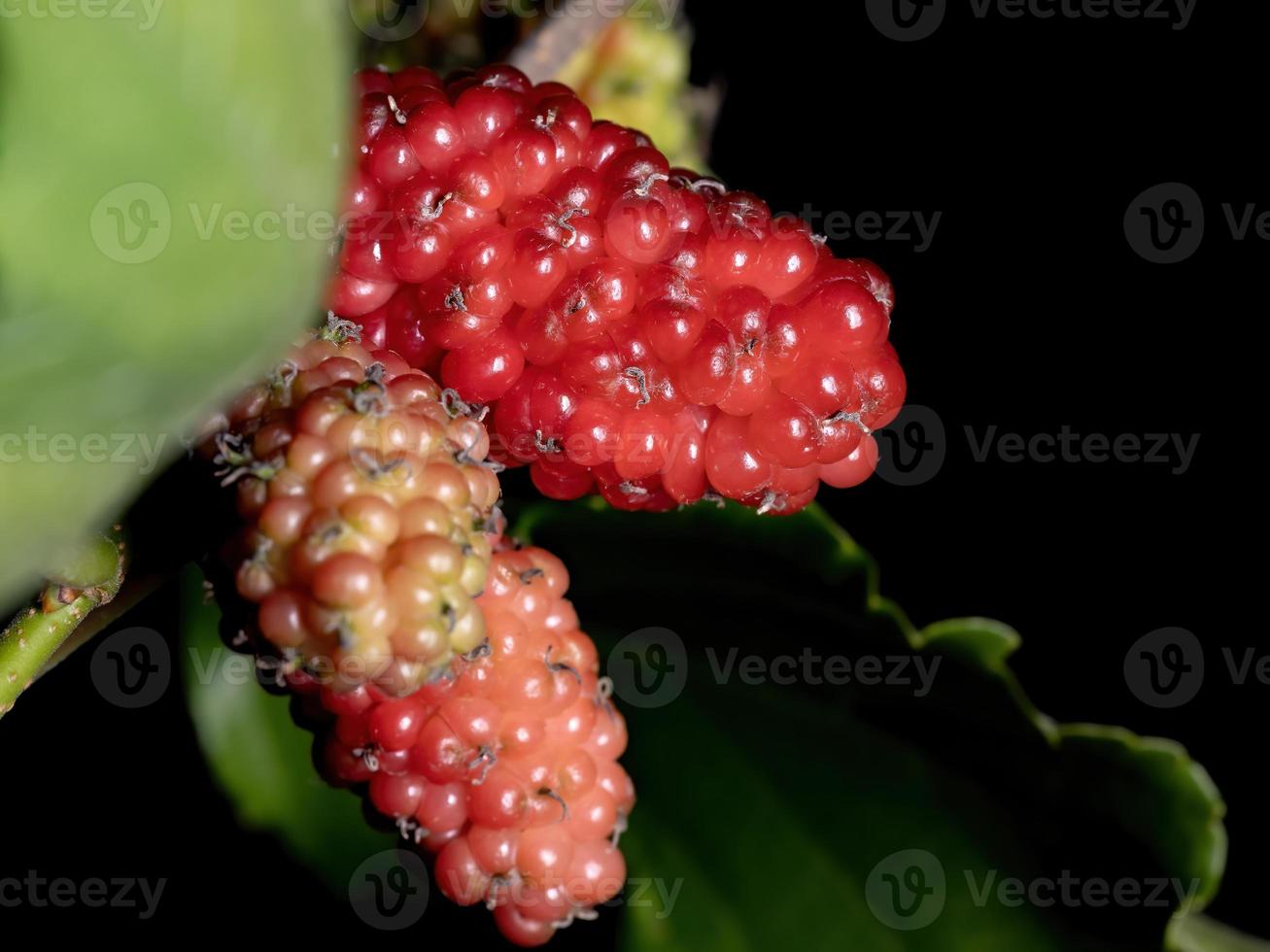 planta de moras en detalle foto