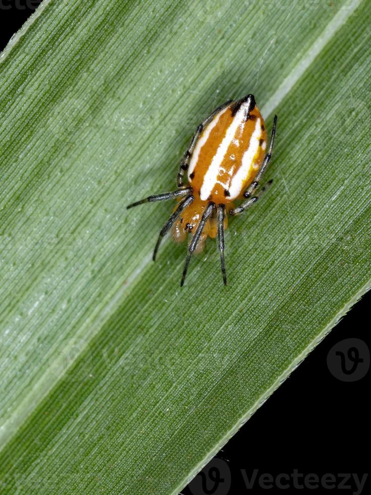 clásico brasileño orbweaver foto