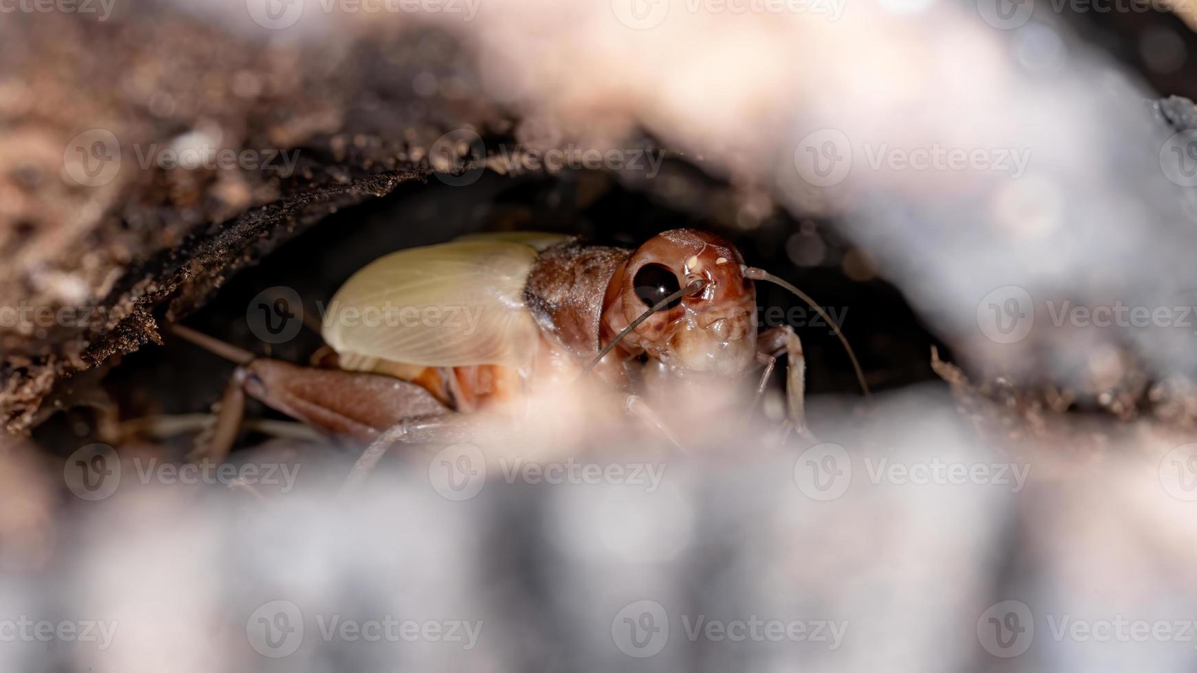 Female Field Cricket photo