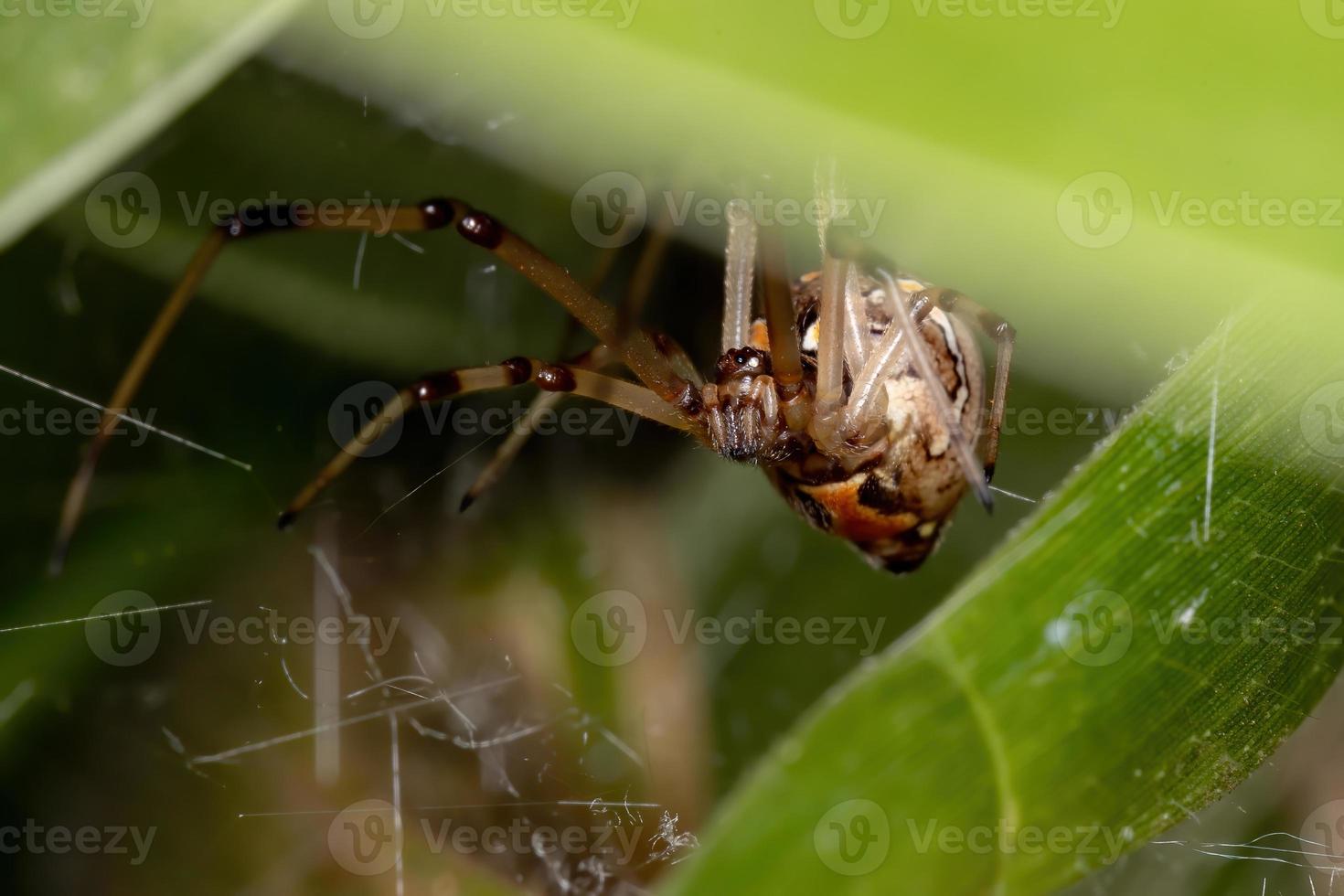 araña viuda marrón foto