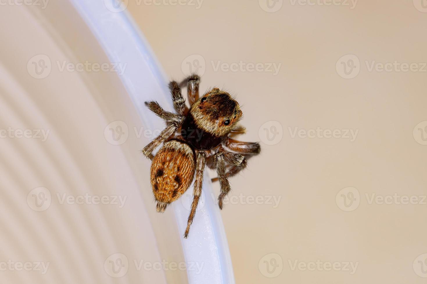 araña saltarina de la casa adanson foto