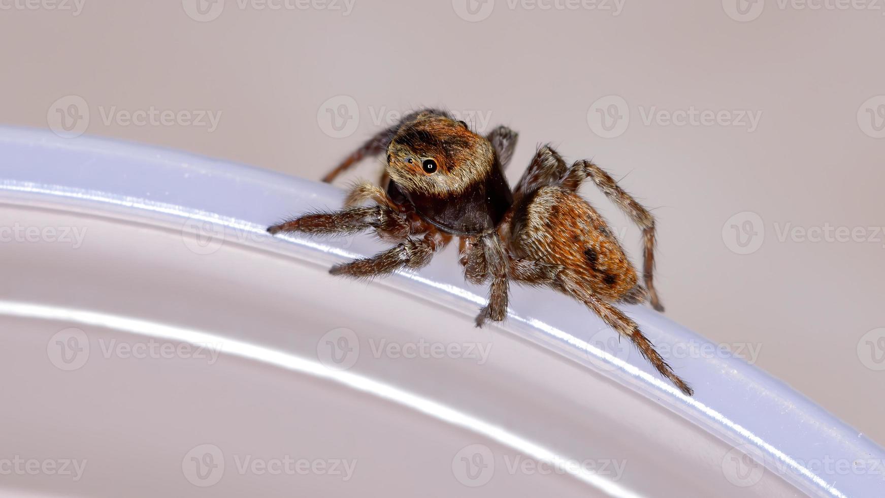 araña saltarina de la casa adanson foto