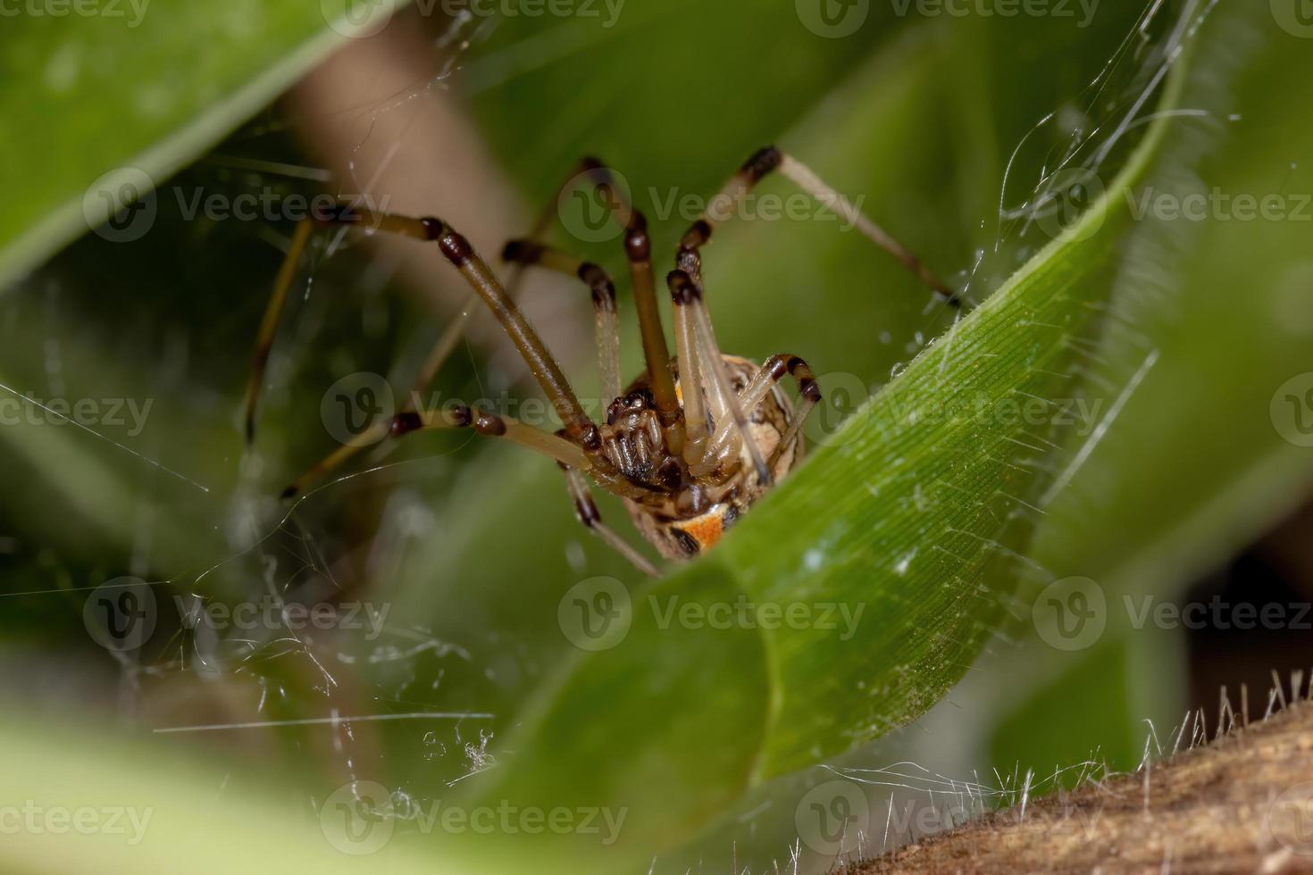 Brown Widow Spider photo