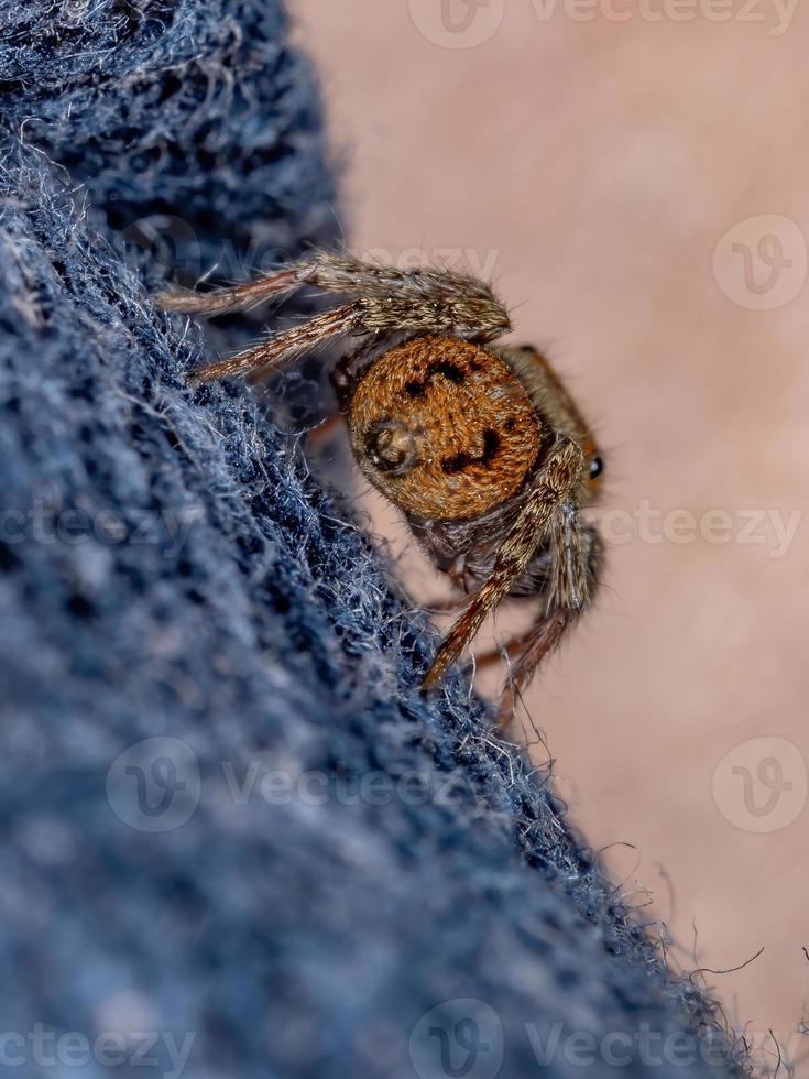 Adanson House Jumping Spider photo