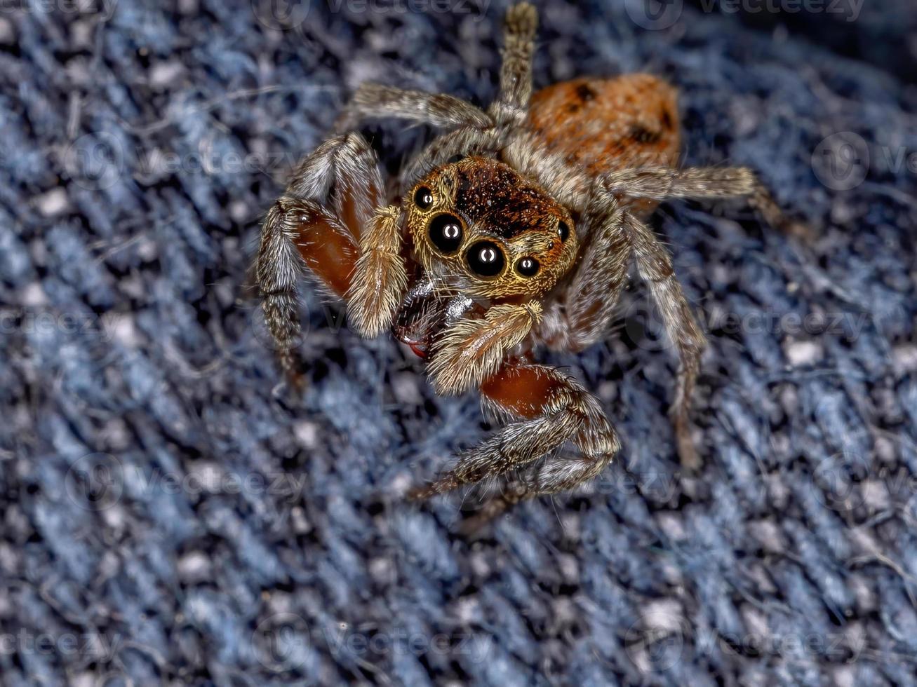 araña saltarina de la casa adanson foto