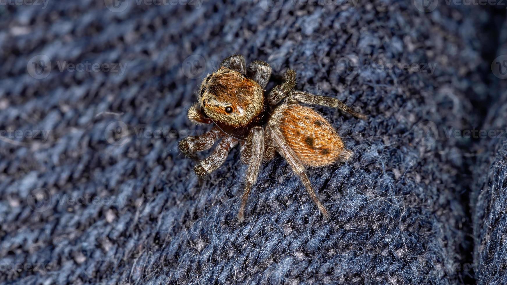 Adanson House Jumping Spider photo