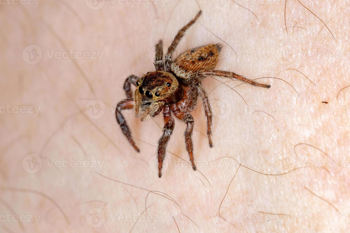 araña saltarina de la casa adanson foto