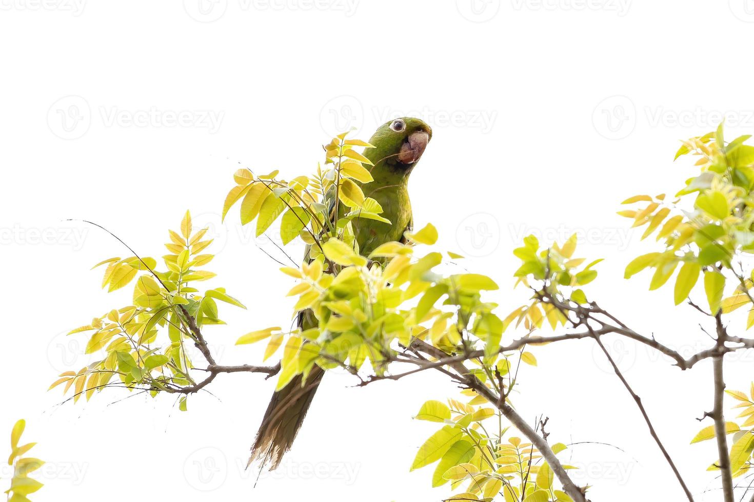 White eyed Parakeet photo