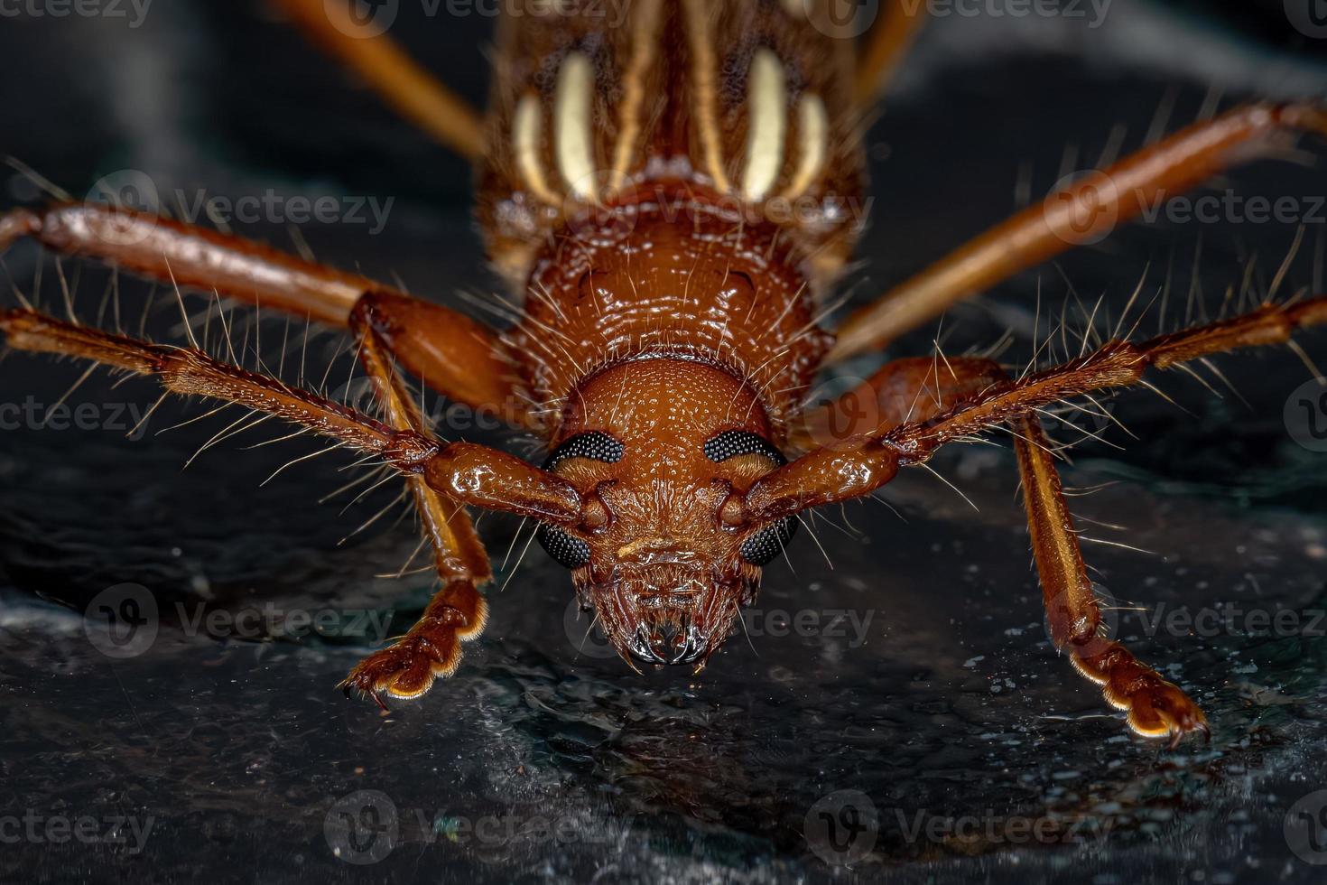 escarabajo típico de cuernos largos foto