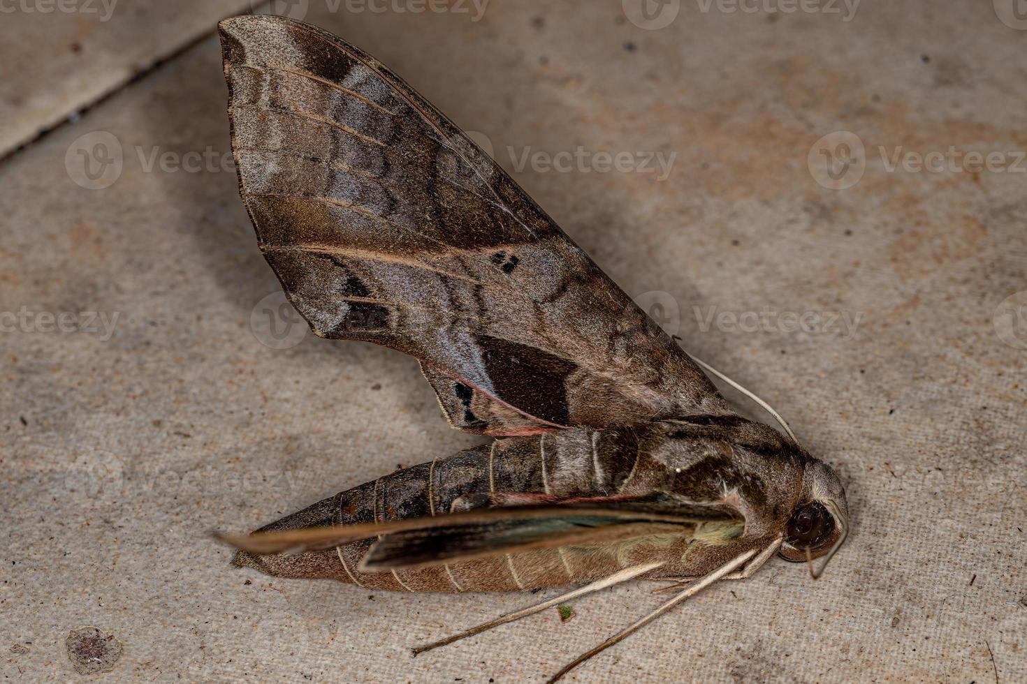 Polilla esfinge macroglosina adulta muerta foto