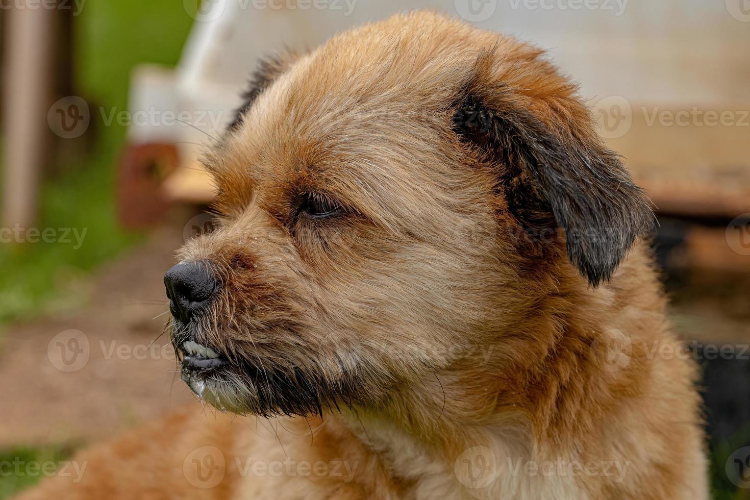 perro doméstico en una granja foto