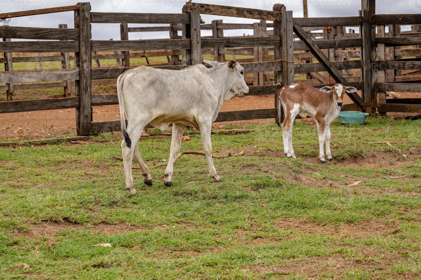 vaca en una granja foto