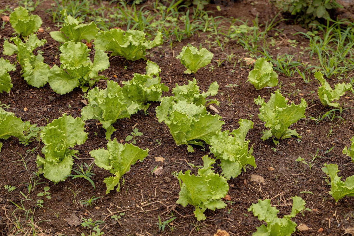 plántulas de lechuga verde foto