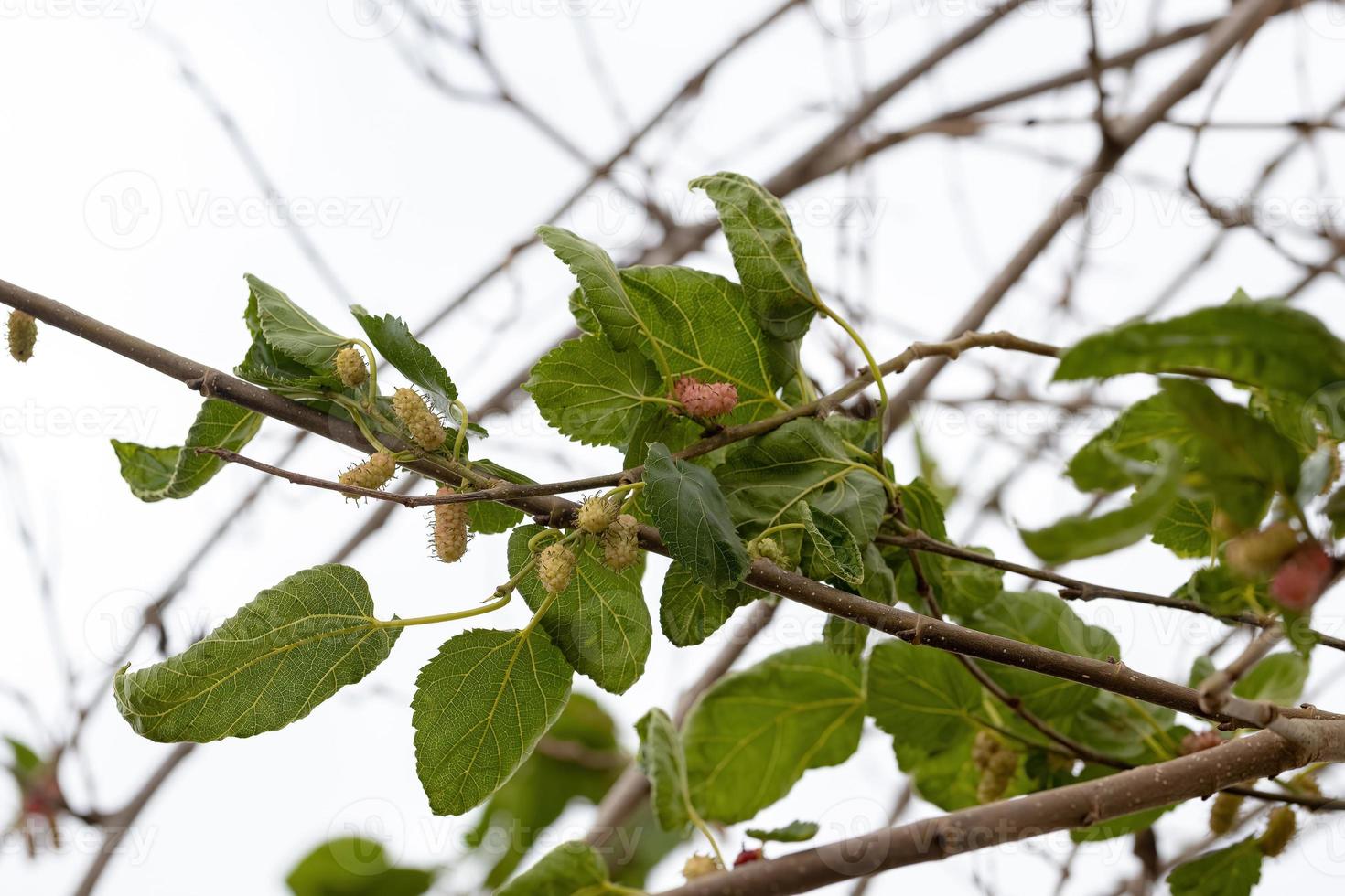 pequeños frutos de morera foto