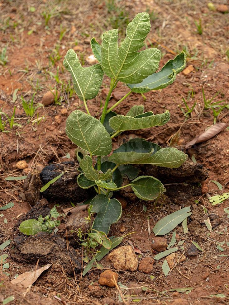 pequeña plántula de higuera foto