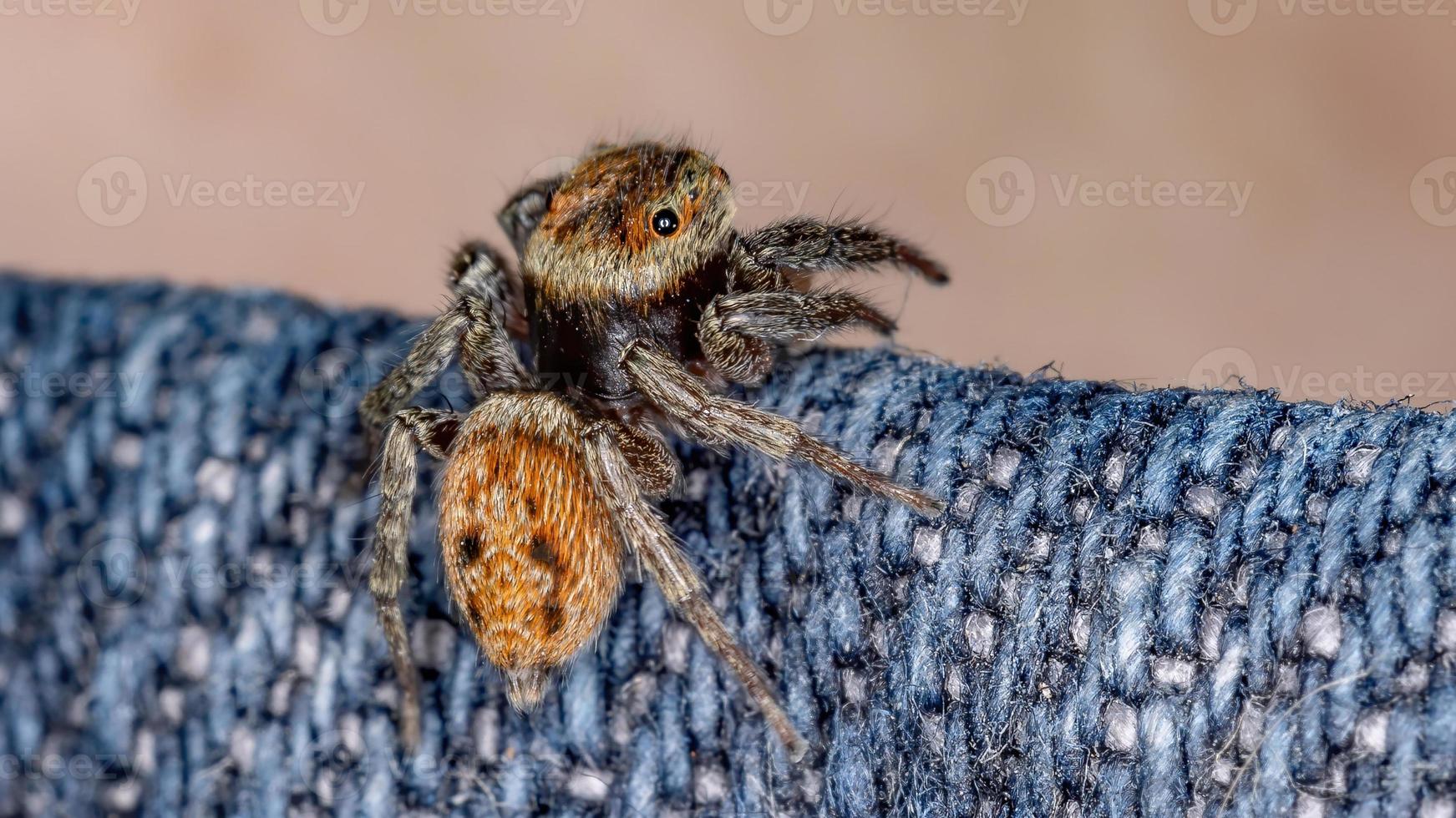 araña saltarina de la casa adanson foto